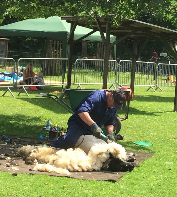 Lentefeest 2017- activiteiten kinderboerderij_schapenscheren_5